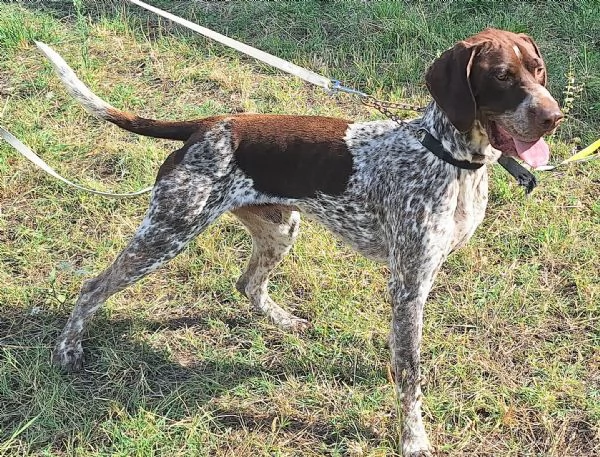 Dante 1 anno bracco tedesco  | Foto 1