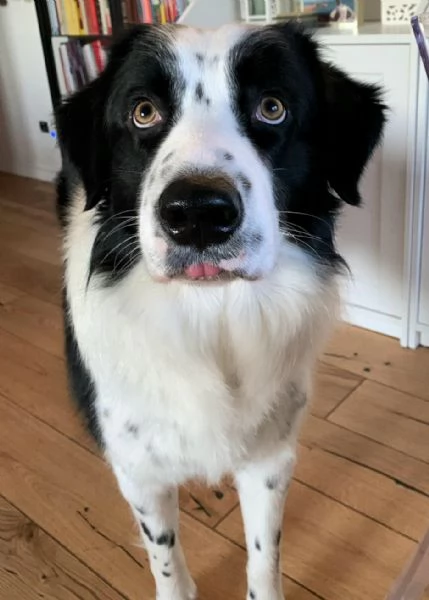 Lillo 3 anni Taglia grande  | Foto 2