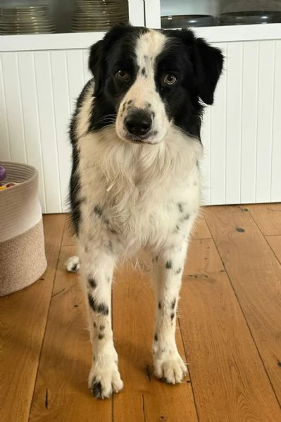 Lillo 3 anni Taglia grande  | Foto 1