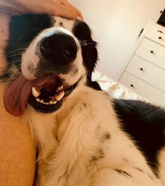 Lillo 3 anni Taglia grande  | Foto 0
