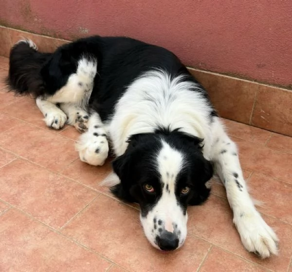 Lillo 3 anni Taglia grande 