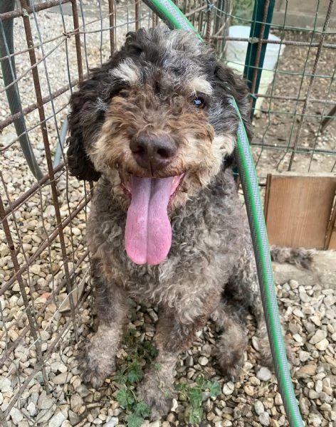 Book 11 anni lagotto romagnolo | Foto 5