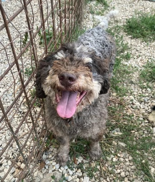 Book 11 anni lagotto romagnolo | Foto 2