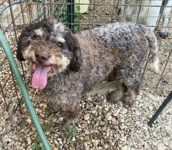 Book 11 anni lagotto romagnolo