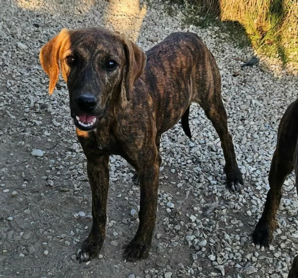Sienna 5 mesi taglia media  | Foto 1