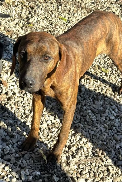 Sansone 6 mesi taglia media  | Foto 4