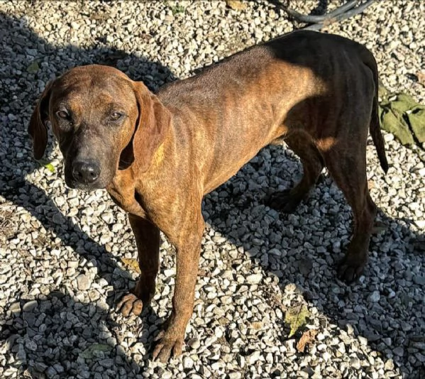 Sansone 6 mesi taglia media  | Foto 2