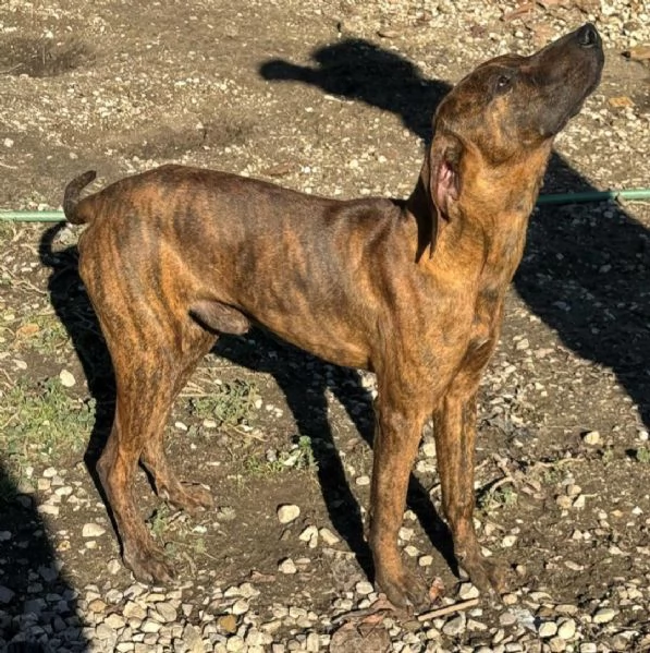 Sansone 6 mesi taglia media  | Foto 1