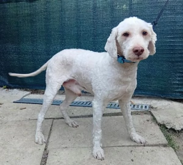 Flipper 10 anni lagotto romagnolo  | Foto 3