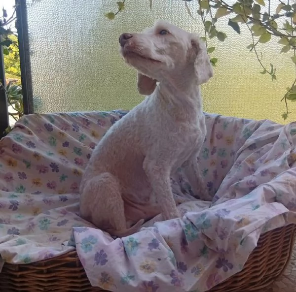 Flipper 10 anni lagotto romagnolo  | Foto 2