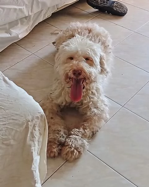 Flipper 10 anni lagotto romagnolo  | Foto 1