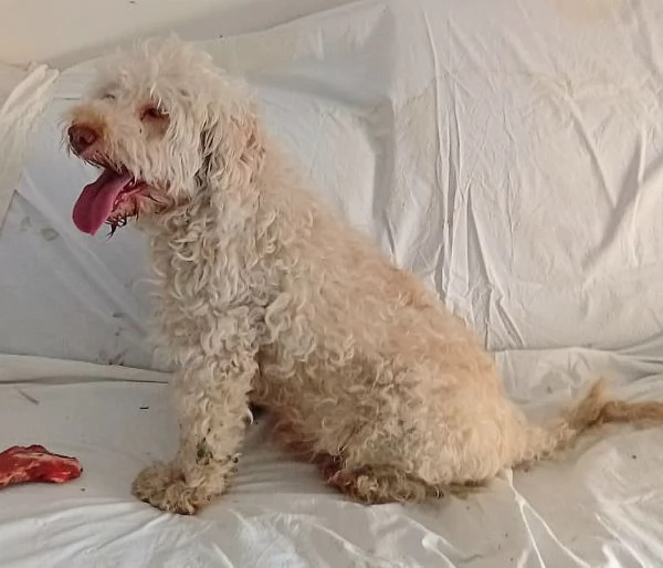 Flipper 10 anni lagotto romagnolo  | Foto 0