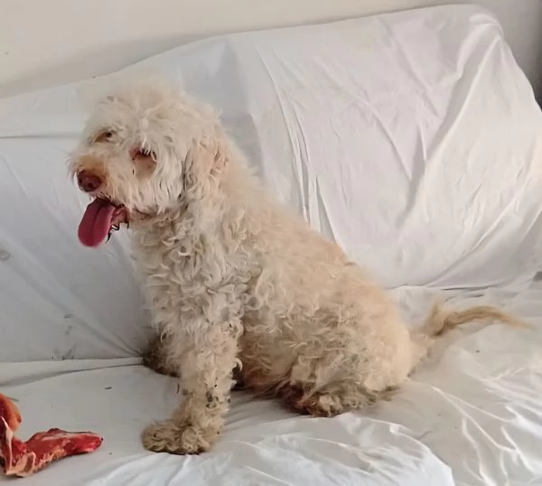 Flipper 10 anni lagotto romagnolo 