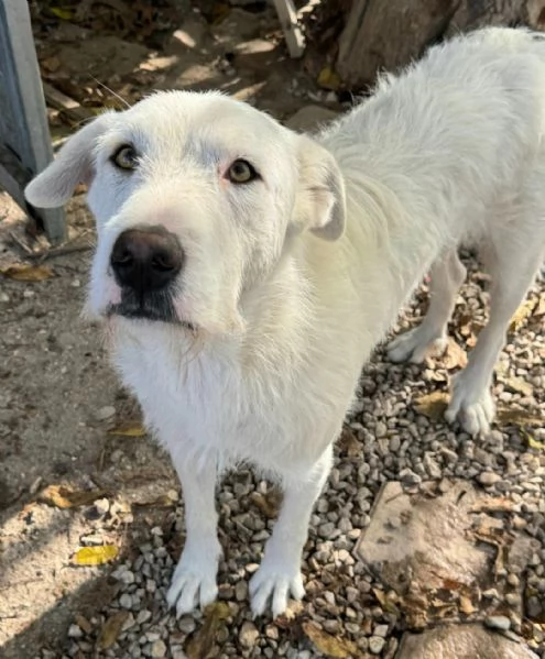 Penny 10 mesi taglia grande | Foto 3