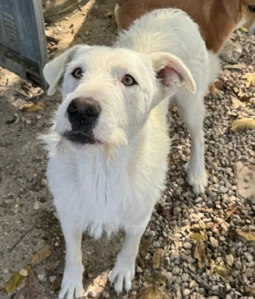 Penny 10 mesi taglia grande | Foto 2