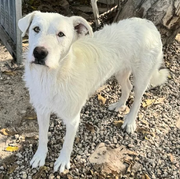 Penny 10 mesi taglia grande