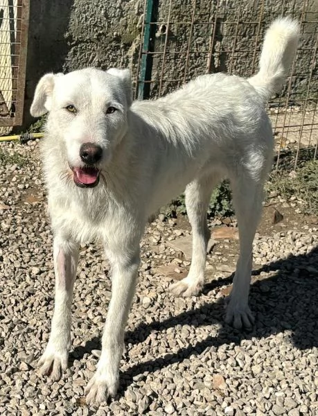 Penny 10 mesi taglia grande