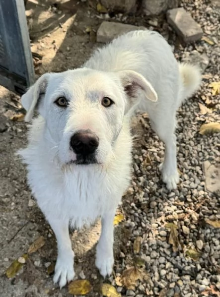 Penny 10 mesi taglia grande | Foto 0