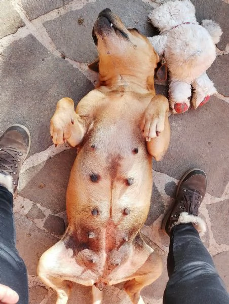Kira pitbull 10 anni | Foto 3