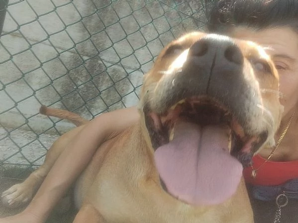 Kira pitbull 10 anni | Foto 2