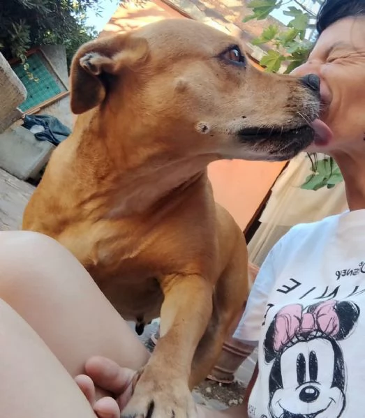 Kira pitbull 10 anni | Foto 1