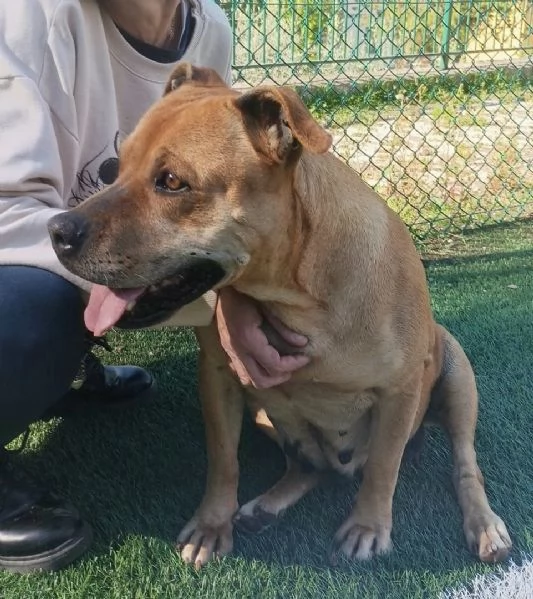 Kira pitbull 10 anni | Foto 0