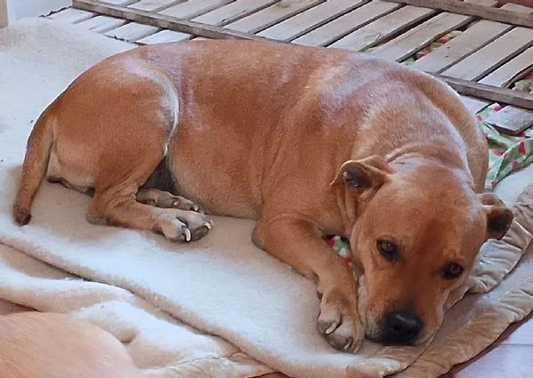 Kira pitbull 10 anni