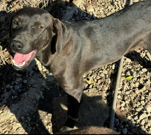 Silvio 6 mesi taglia media  | Foto 0