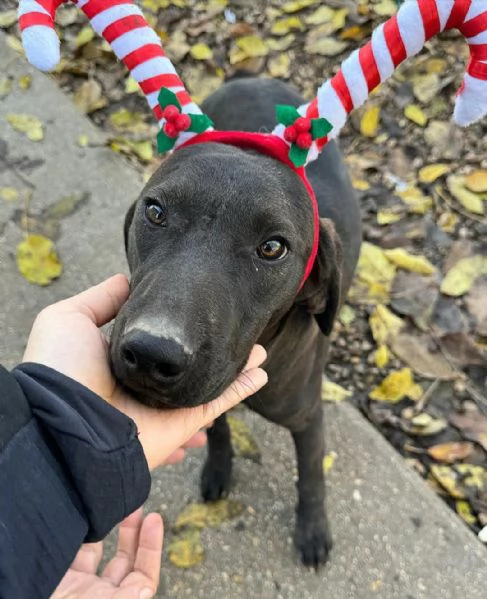 Silvio 6 mesi taglia media 