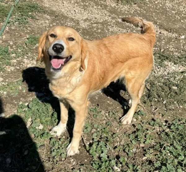 Luna 1 anno mix golden retriver | Foto 5