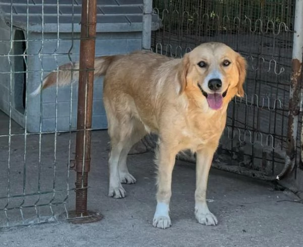 Luna 1 anno mix golden retriver | Foto 4