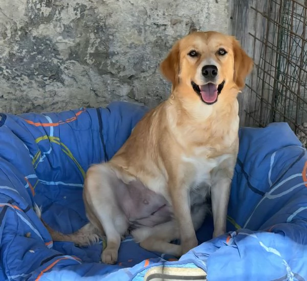 Luna 1 anno mix golden retriver | Foto 3