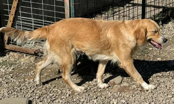 Luna 1 anno mix golden retriver | Foto 2