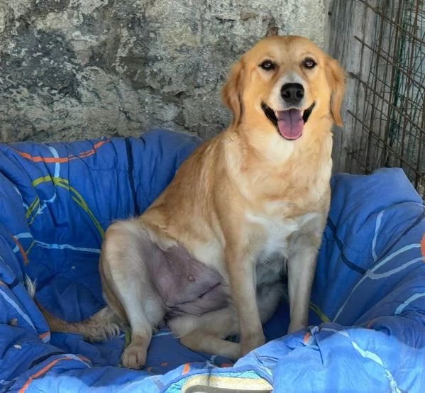 Luna 1 anno mix golden retriver | Foto 1