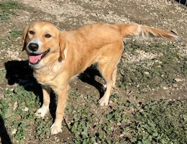 Luna 1 anno mix golden retriver