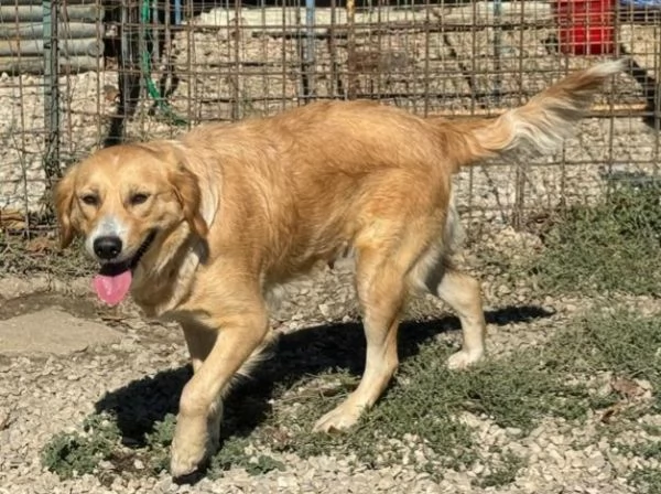 Luna 1 anno mix golden retriver | Foto 0