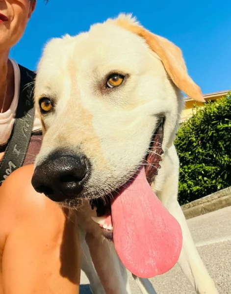 Cooper 11 mesi mix labrador  | Foto 4