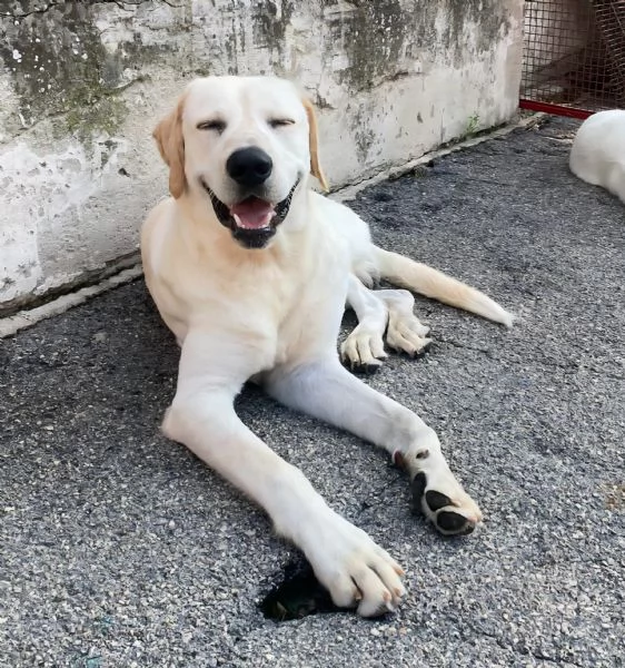 Cooper 11 mesi mix labrador  | Foto 3