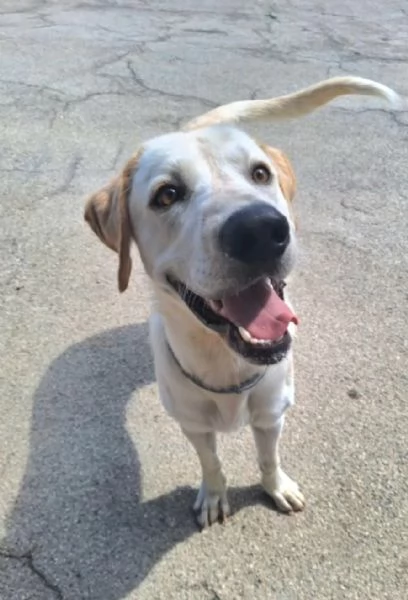Cooper 11 mesi mix labrador  | Foto 2