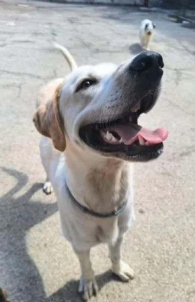 Cooper 11 mesi mix labrador  | Foto 1