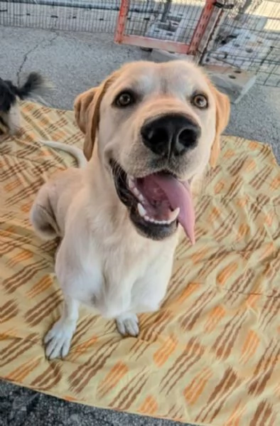 Cooper 11 mesi mix labrador 