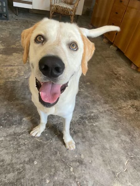 Cooper 11 mesi mix labrador  | Foto 0