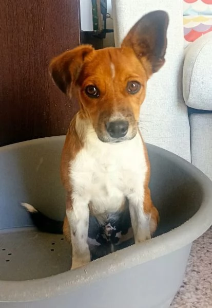 Jack 5 mesi taglia piccola  | Foto 2