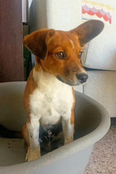 Jack 5 mesi taglia piccola  | Foto 0