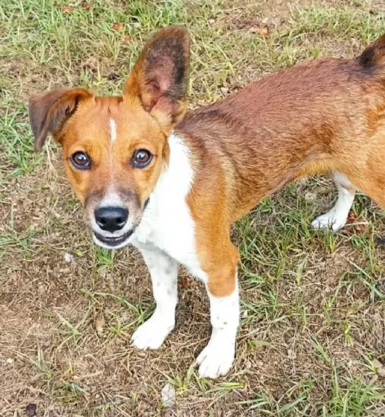 Jack 5 mesi taglia piccola 