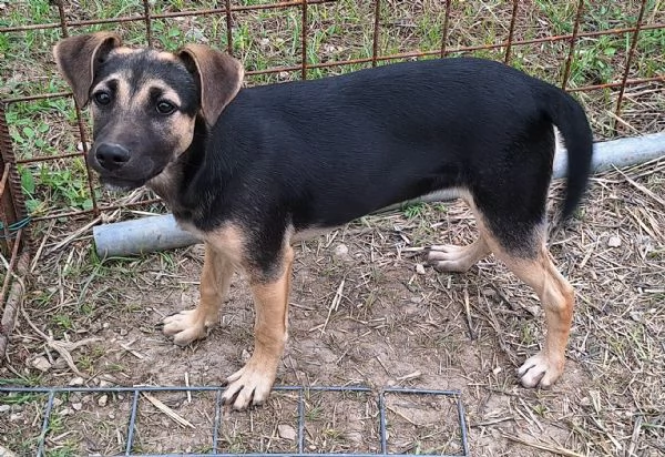 Gioia 5 mesi taglia media piccola  | Foto 3