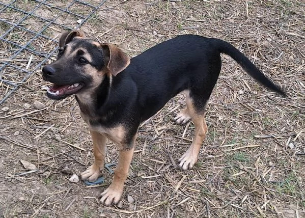Gioia 5 mesi taglia media piccola  | Foto 1