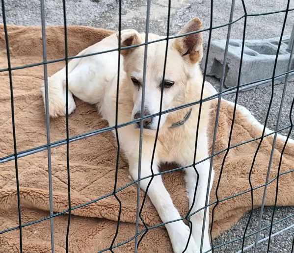 Nonno Zeus 12 anni Taglia media  | Foto 0