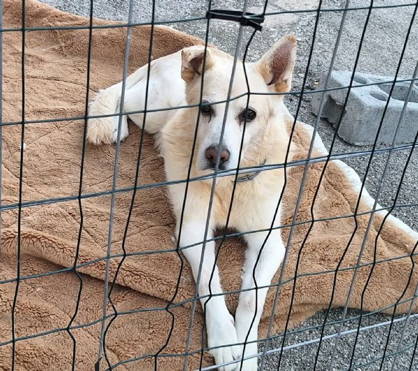 Nonno Zeus 12 anni Taglia media 