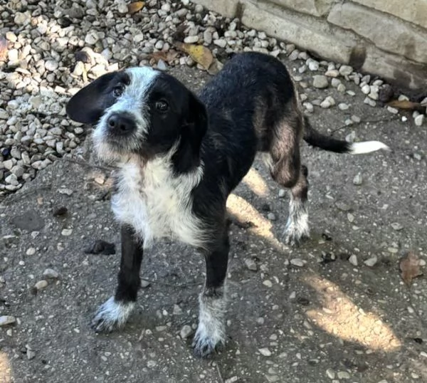 Pasqualina 9 mesi taglia piccola  | Foto 4